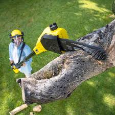 How Our Tree Care Process Works  in  Knollwood, IL