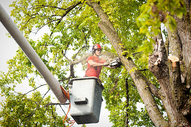 Best Tree Cabling and Bracing  in Knollwood, IL